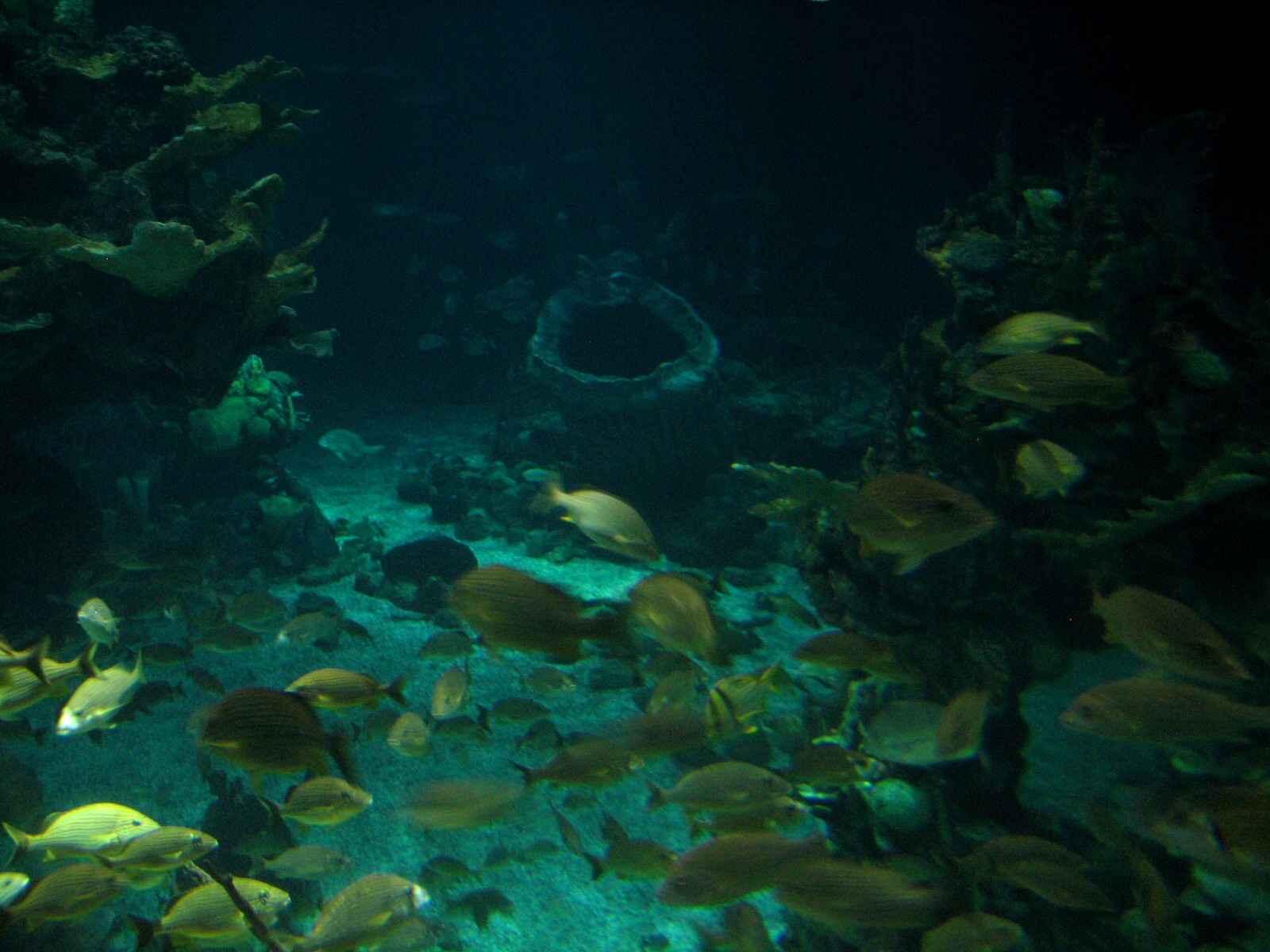 The Seas at EPCOT - Caribbean Coral Reef