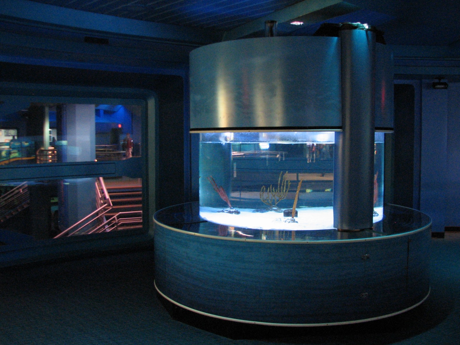 The Seas at EPCOT - Cuttlefish Exhibit in Aquaculture Lab