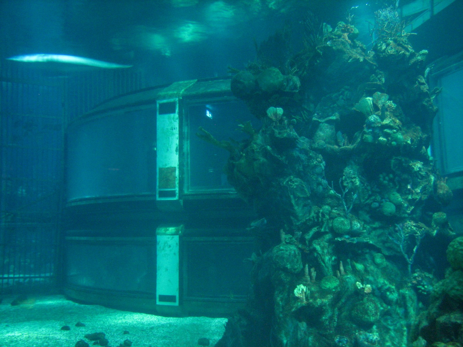 The Seas at EPCOT - Dolphin Habitat