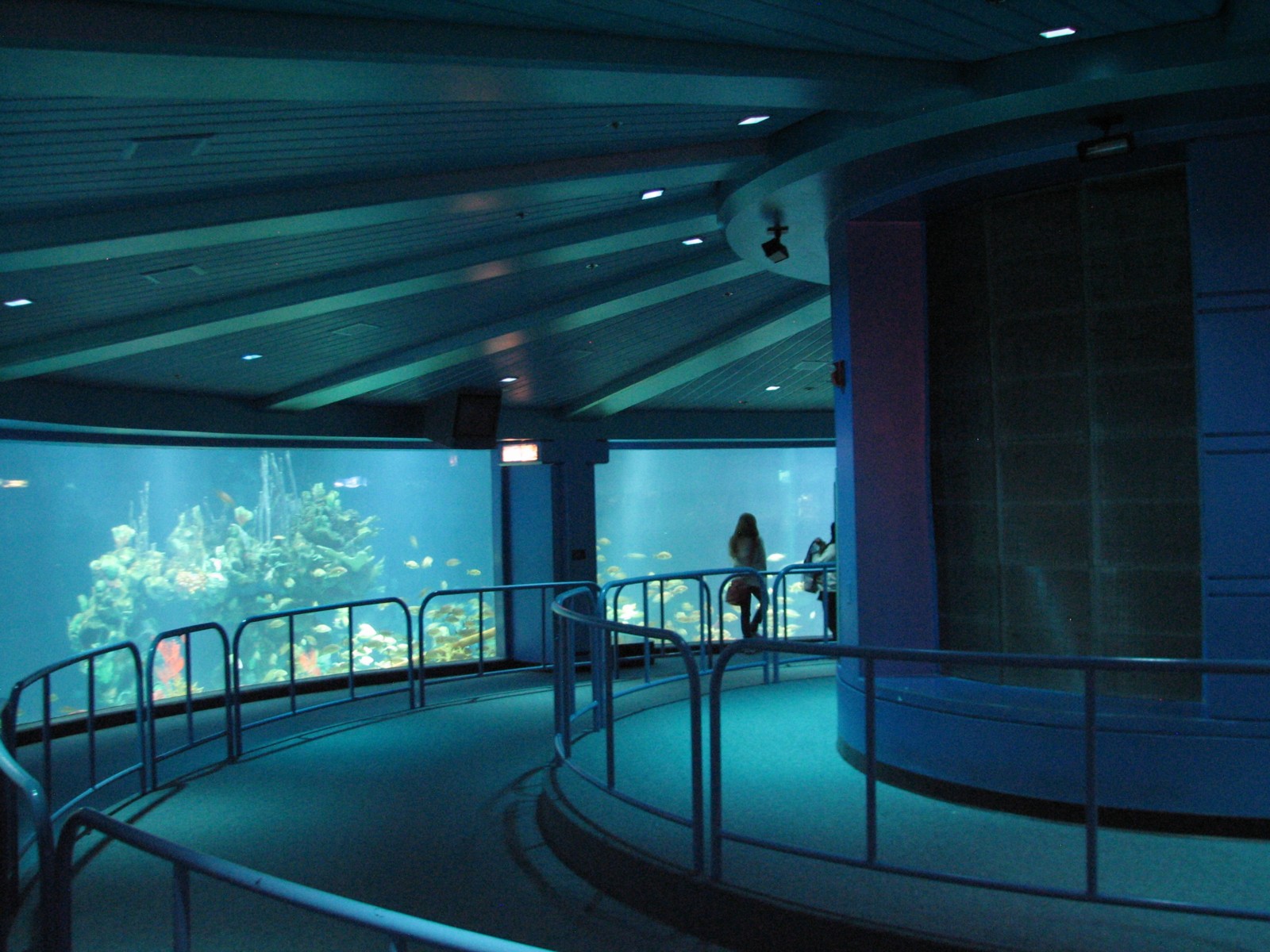 The Seas at EPCOT - Observation Deck View of Caribbean Coral Reef