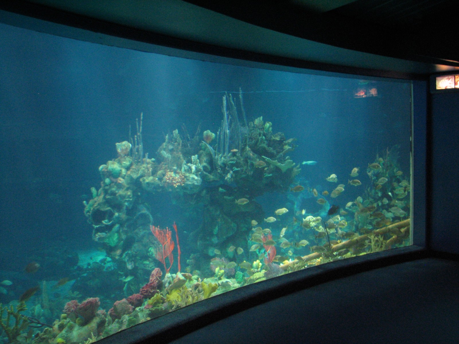 The Seas at EPCOT - Observation Deck View of Caribbean Coral Reef