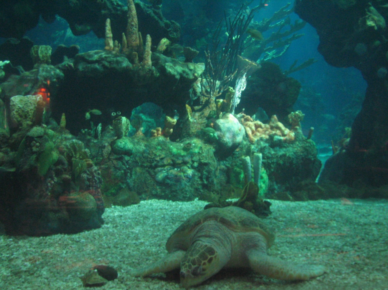 The Seas at EPCOT - View of Caribbean Coral Reef from Restaurant - Sea Turt