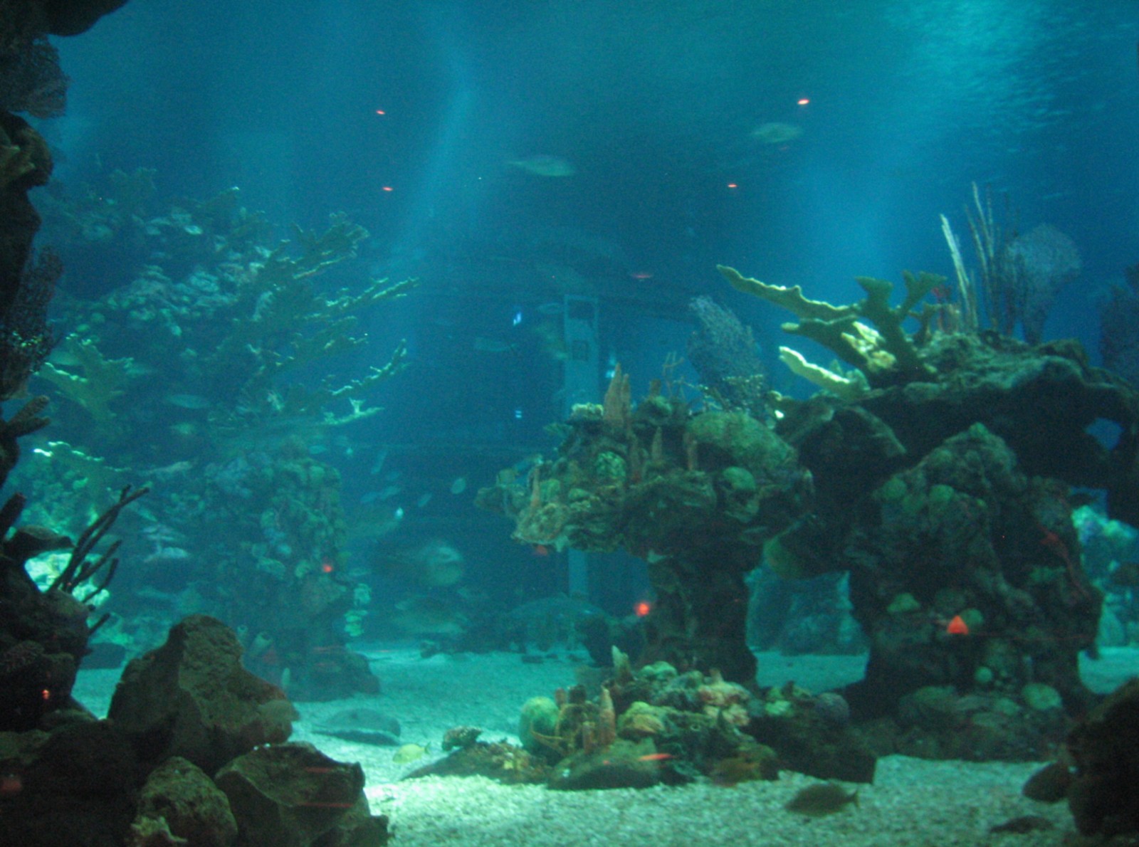 The Seas at EPCOT - View of Caribbean Coral Reef from Restaurant