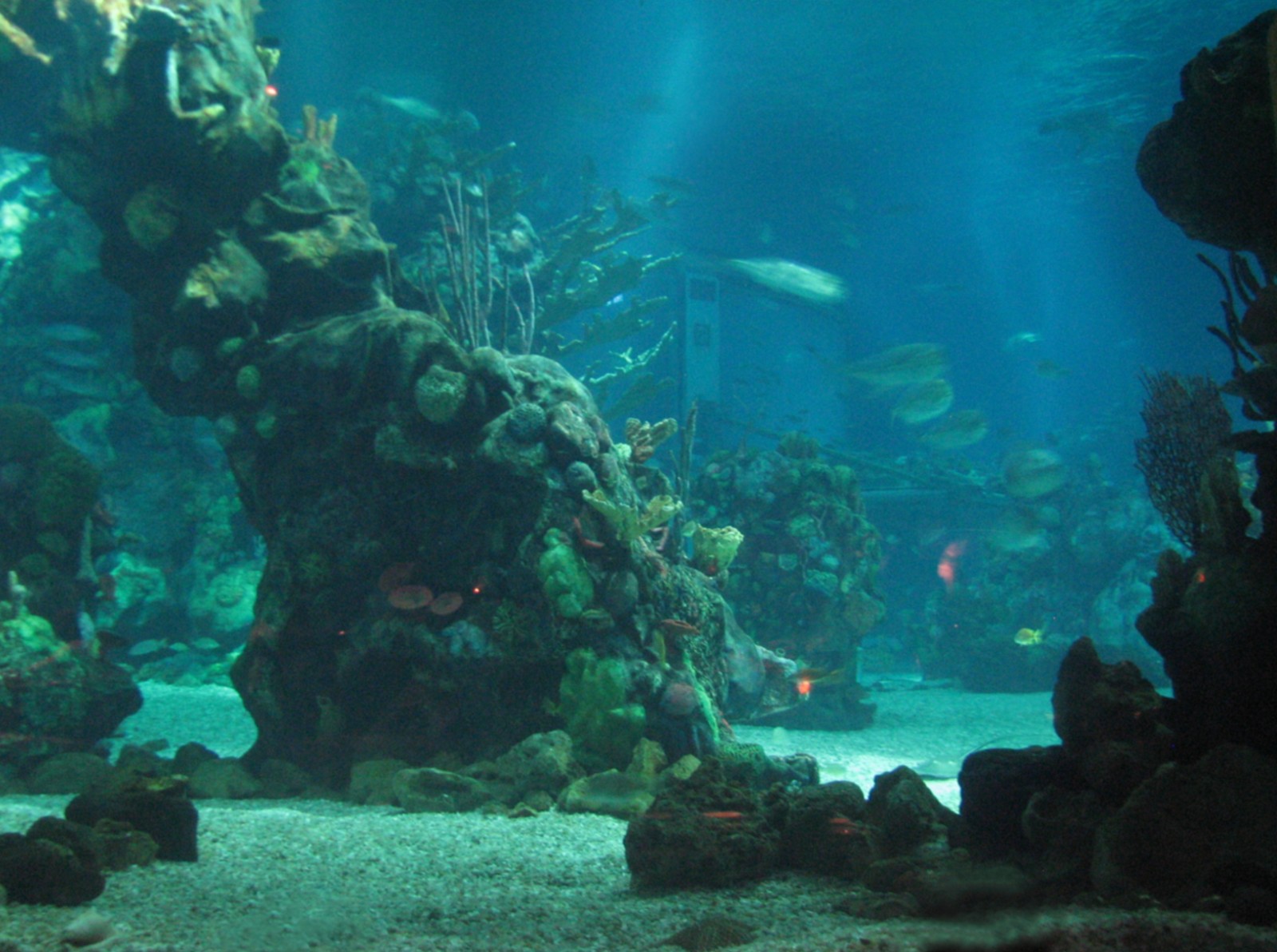 The Seas at EPCOT - View of Caribbean Coral Reef from Restaurant