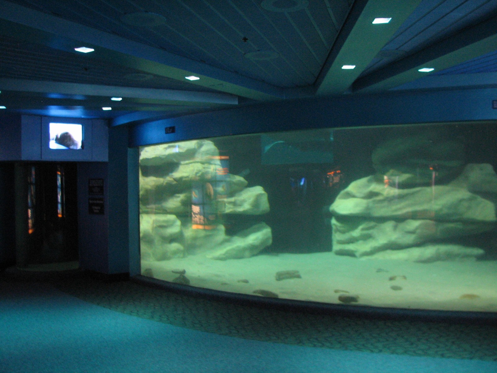 The Seas at EPCOT - West Indian Manatee Exhibit Lower Level