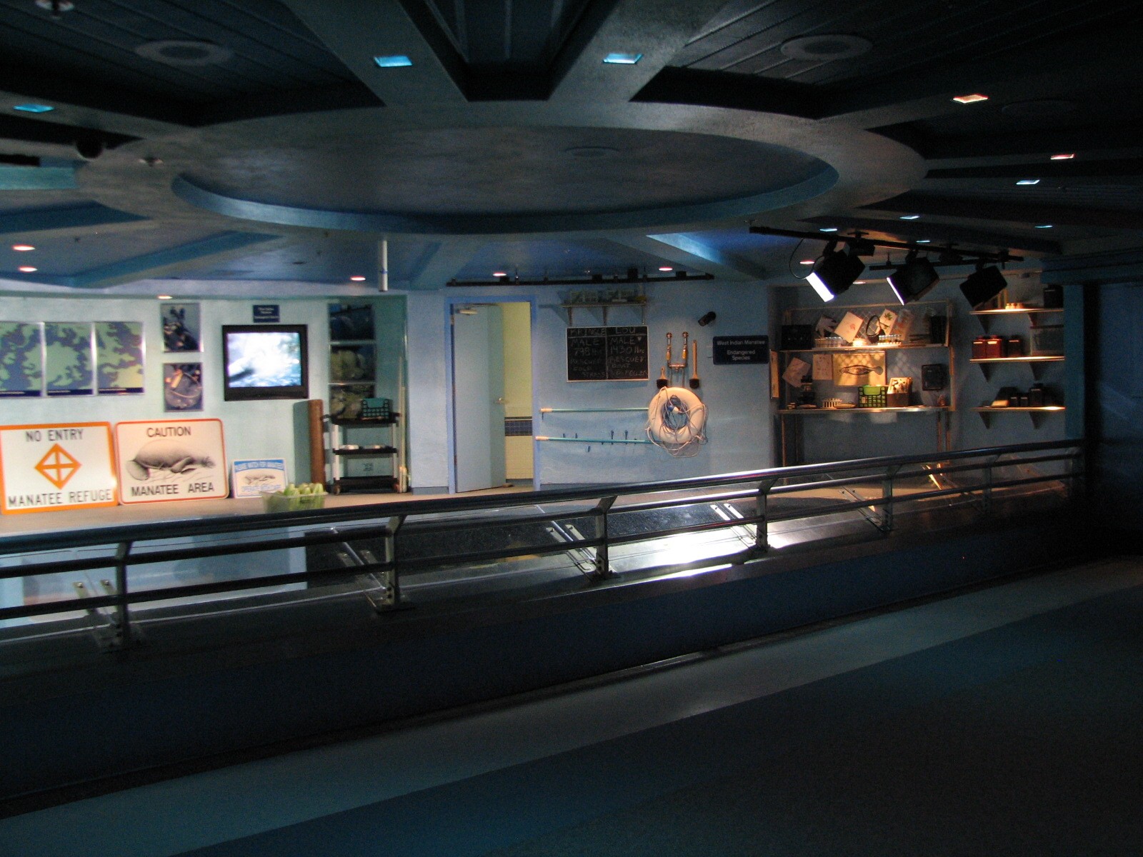 The Seas at EPCOT - West Indian Manatee Exhibit Upper Level