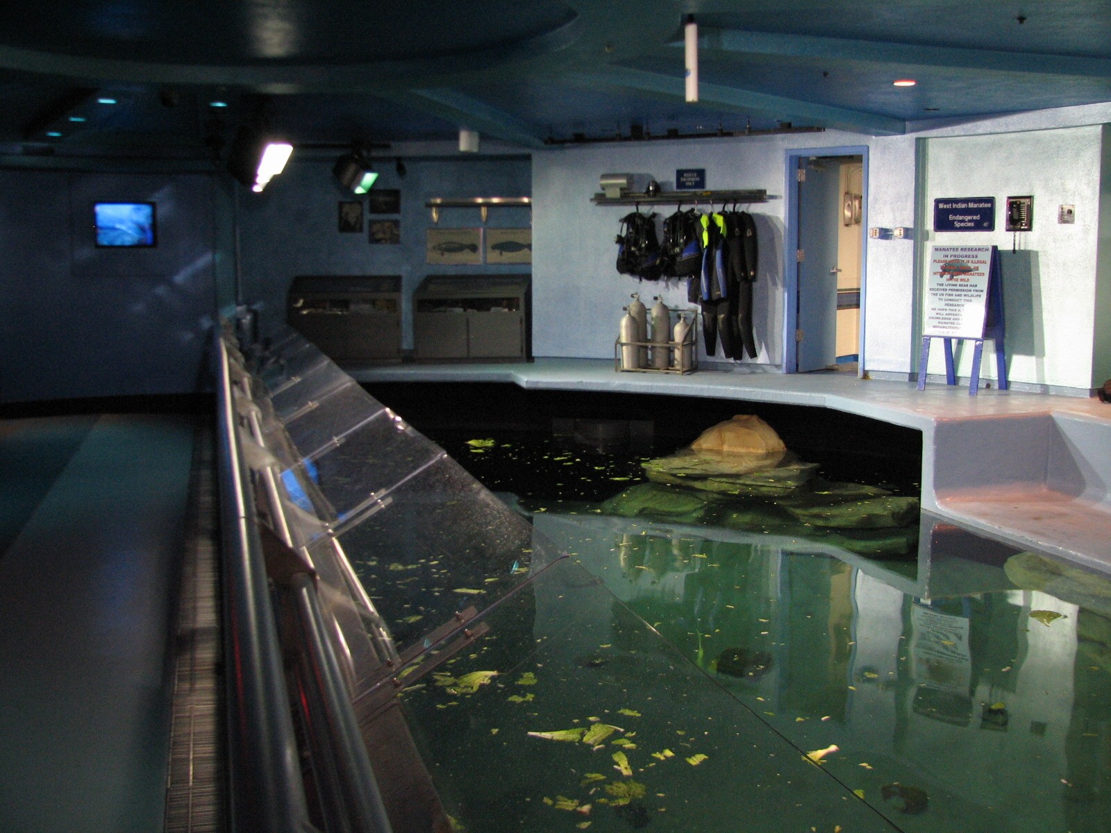 The Seas at EPCOT - West Indian Manatee Exhibit Upper Level
