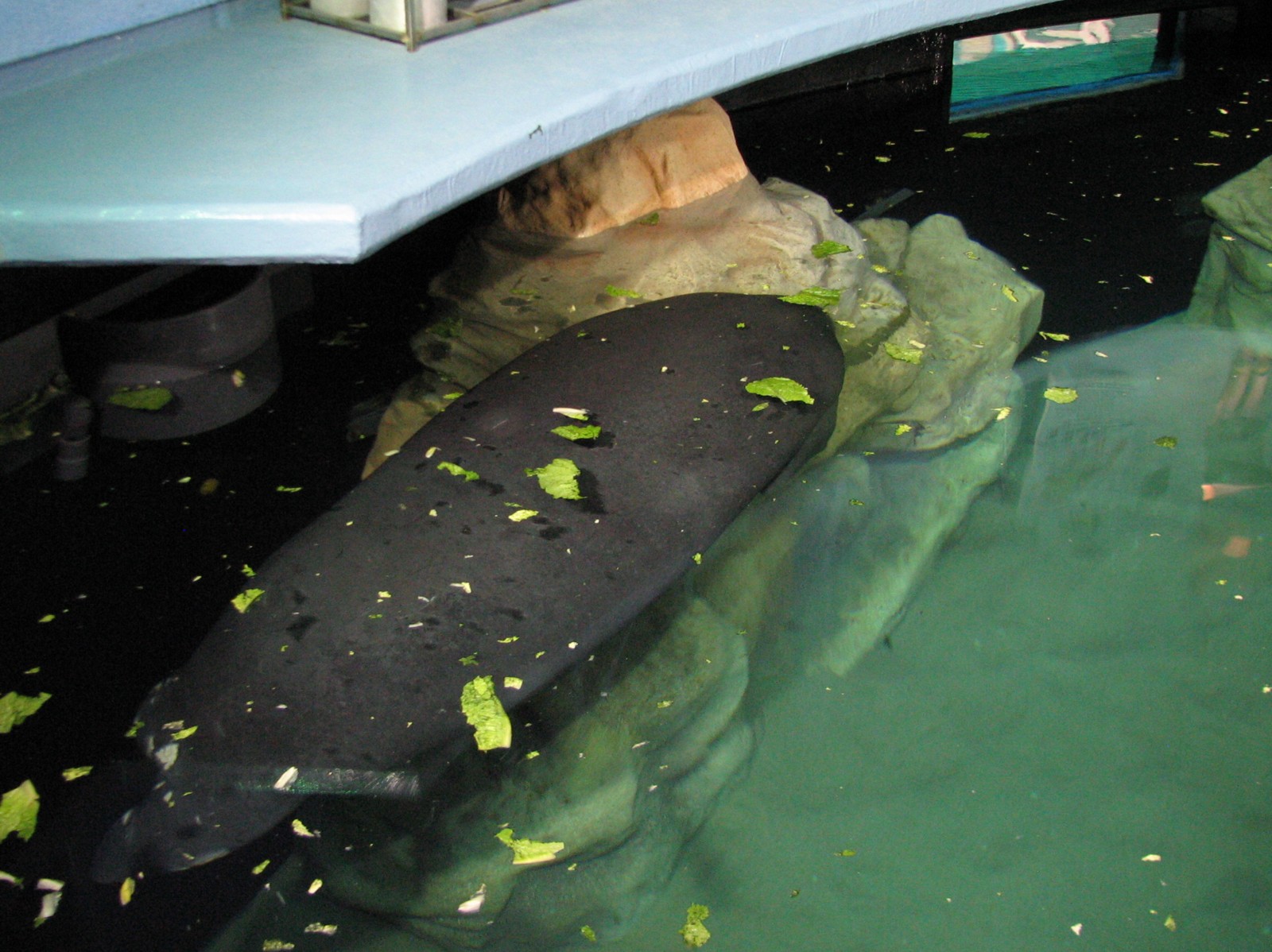 The Seas at EPCOT - West Indian Manatee Exhibit Upper Level