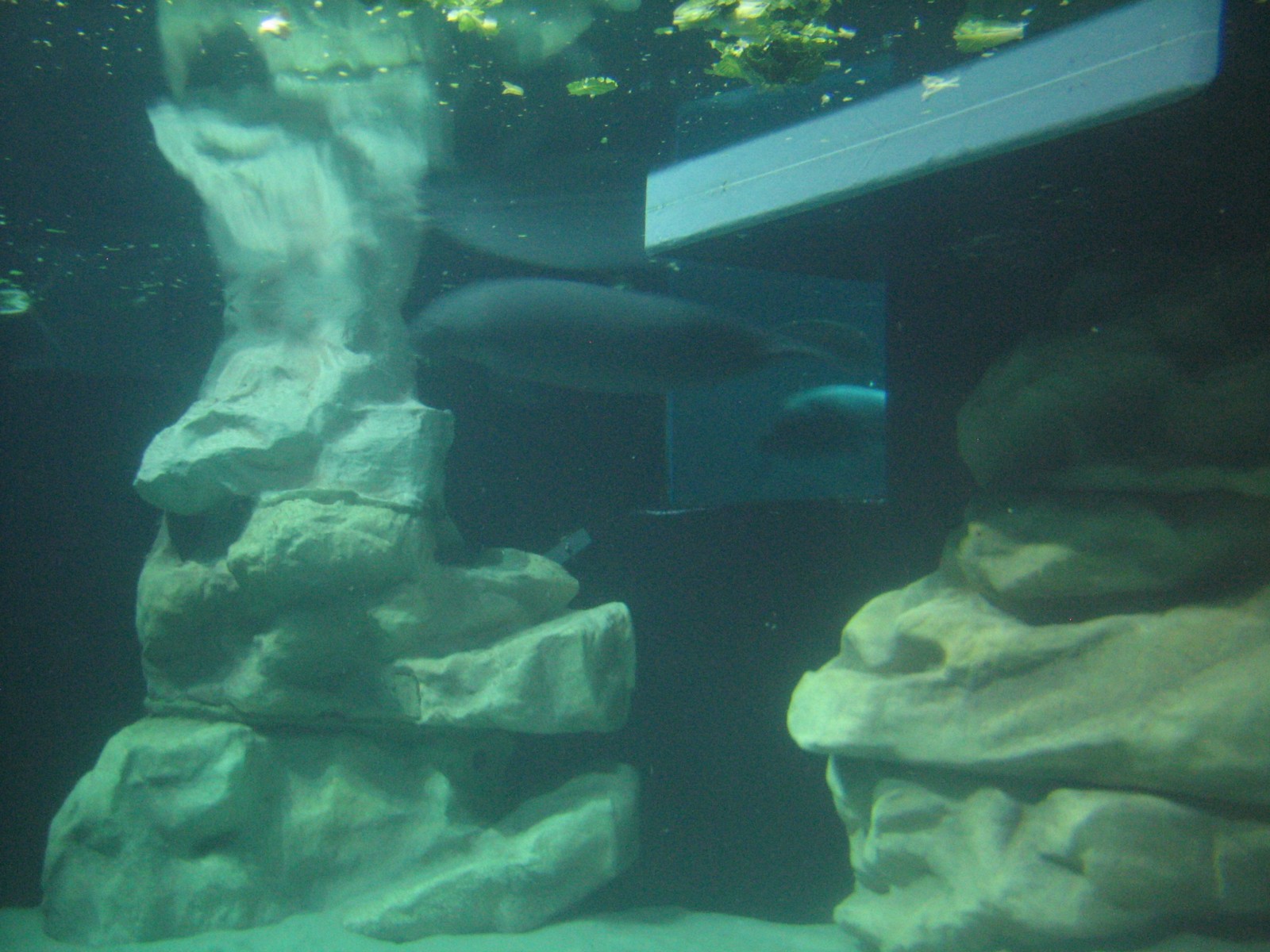The Seas at EPCOT - West Indian Manatee Exhibit