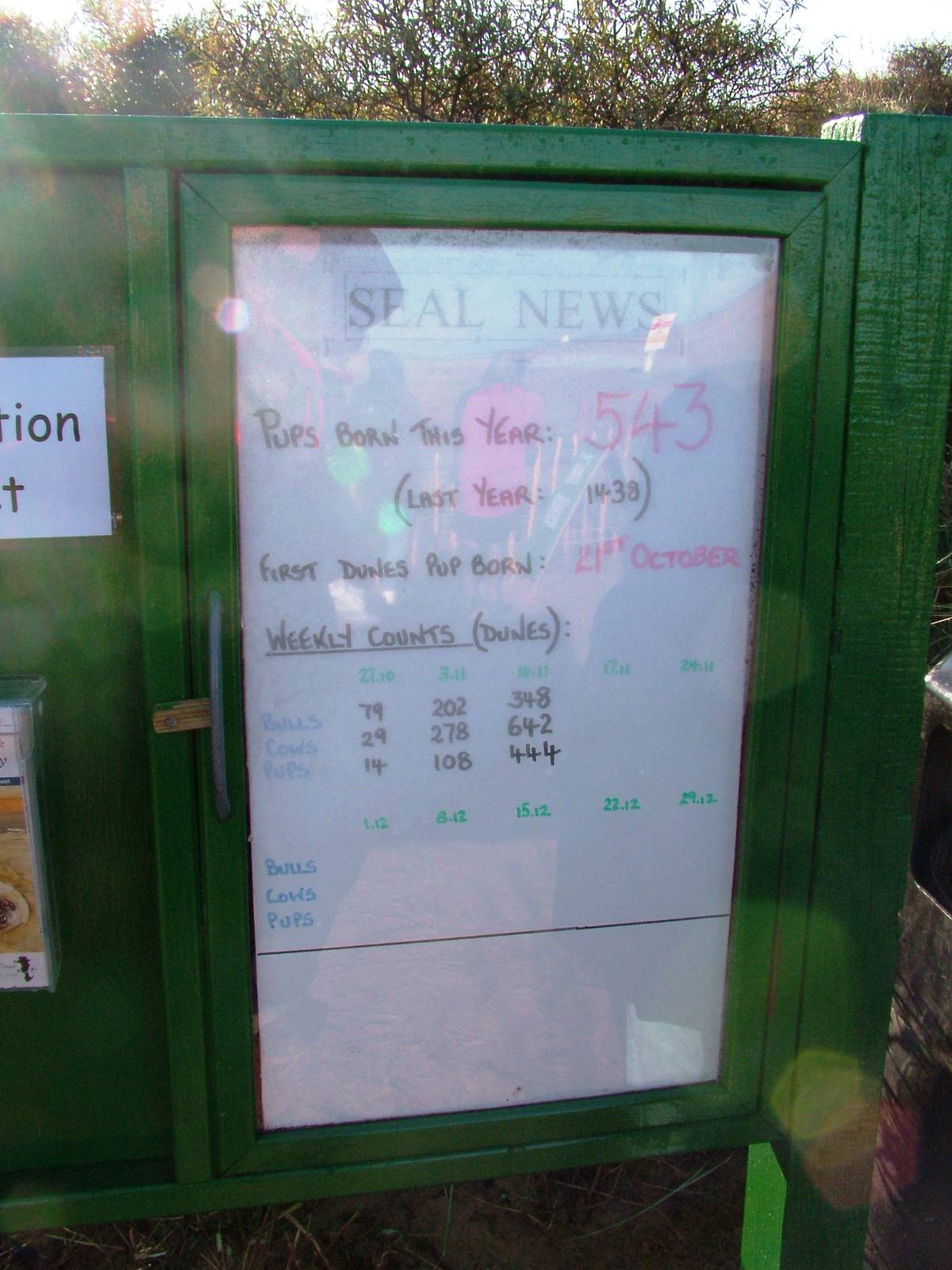 The Season So Far - Grey Seal Colony at Donna Nook NNR, 11/11/12