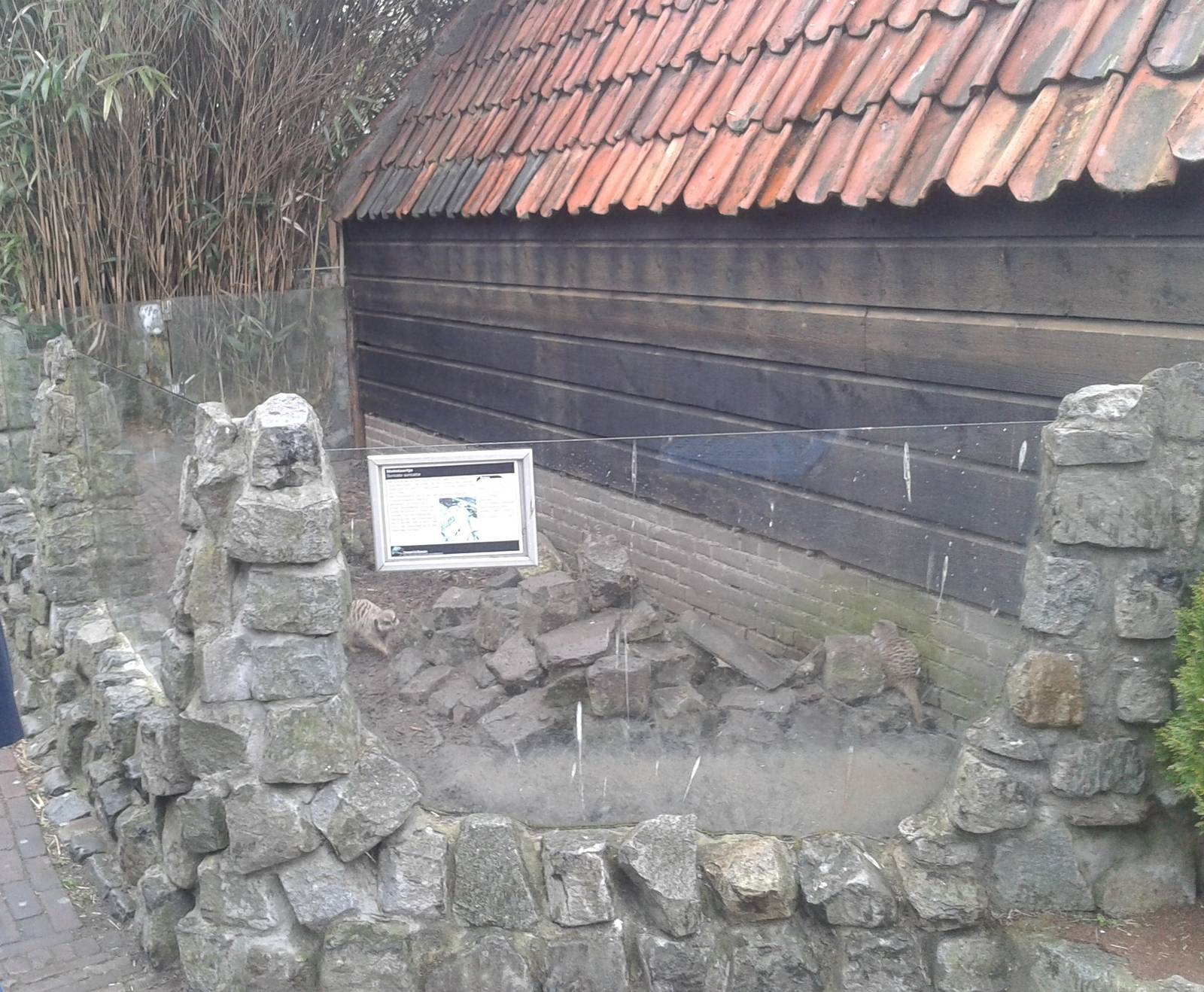 the second meerkat-enclosure