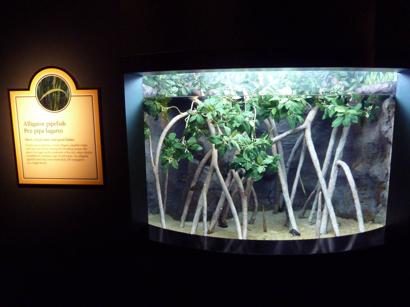 The Secret Lives Of Seahorses - Alligator Pipefish Exhibit