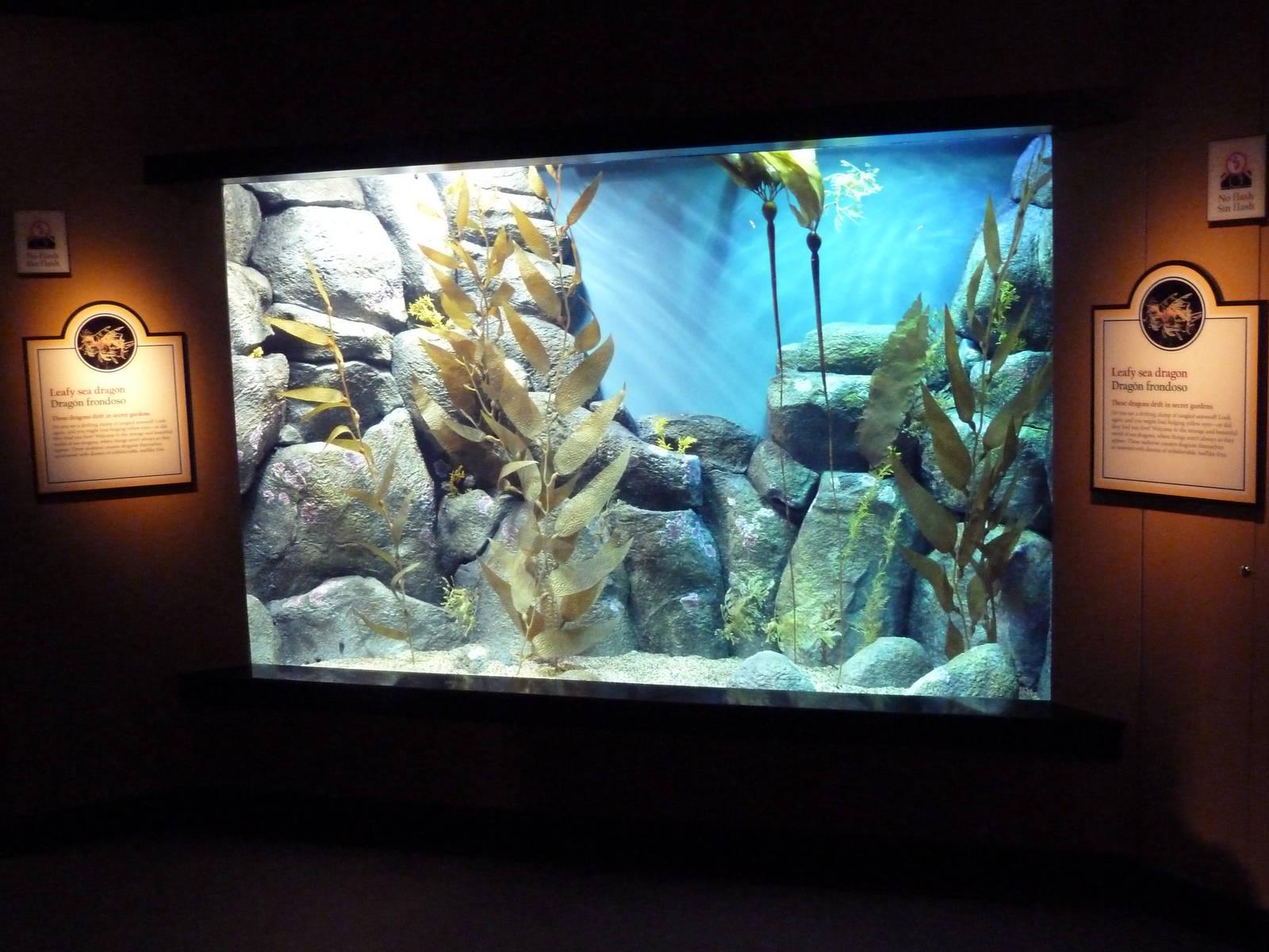 The Secret Lives Of Seahorses - Leafy Sea Dragon Exhibit