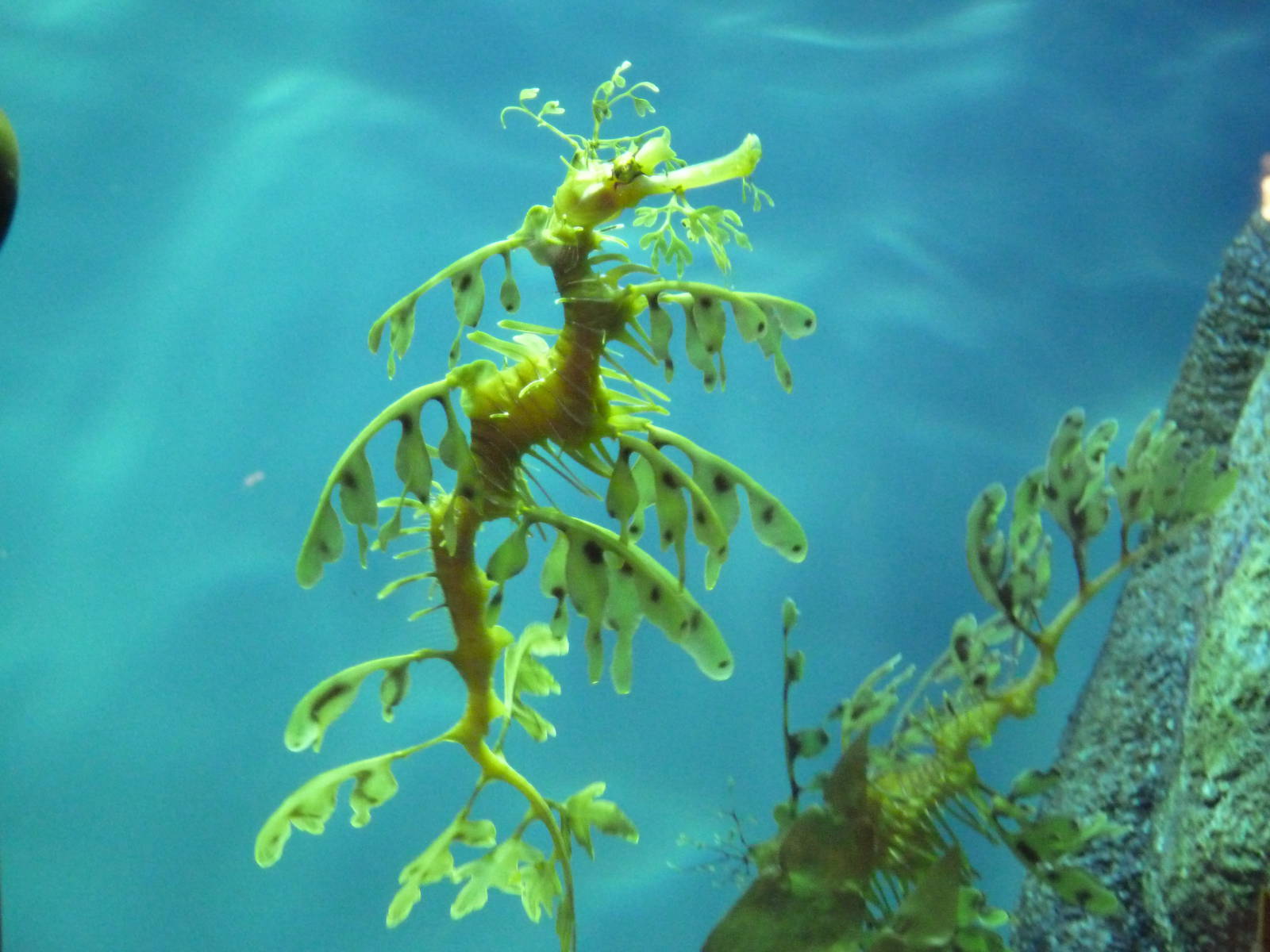 The Secret Lives Of Seahorses - Leafy Sea Dragon