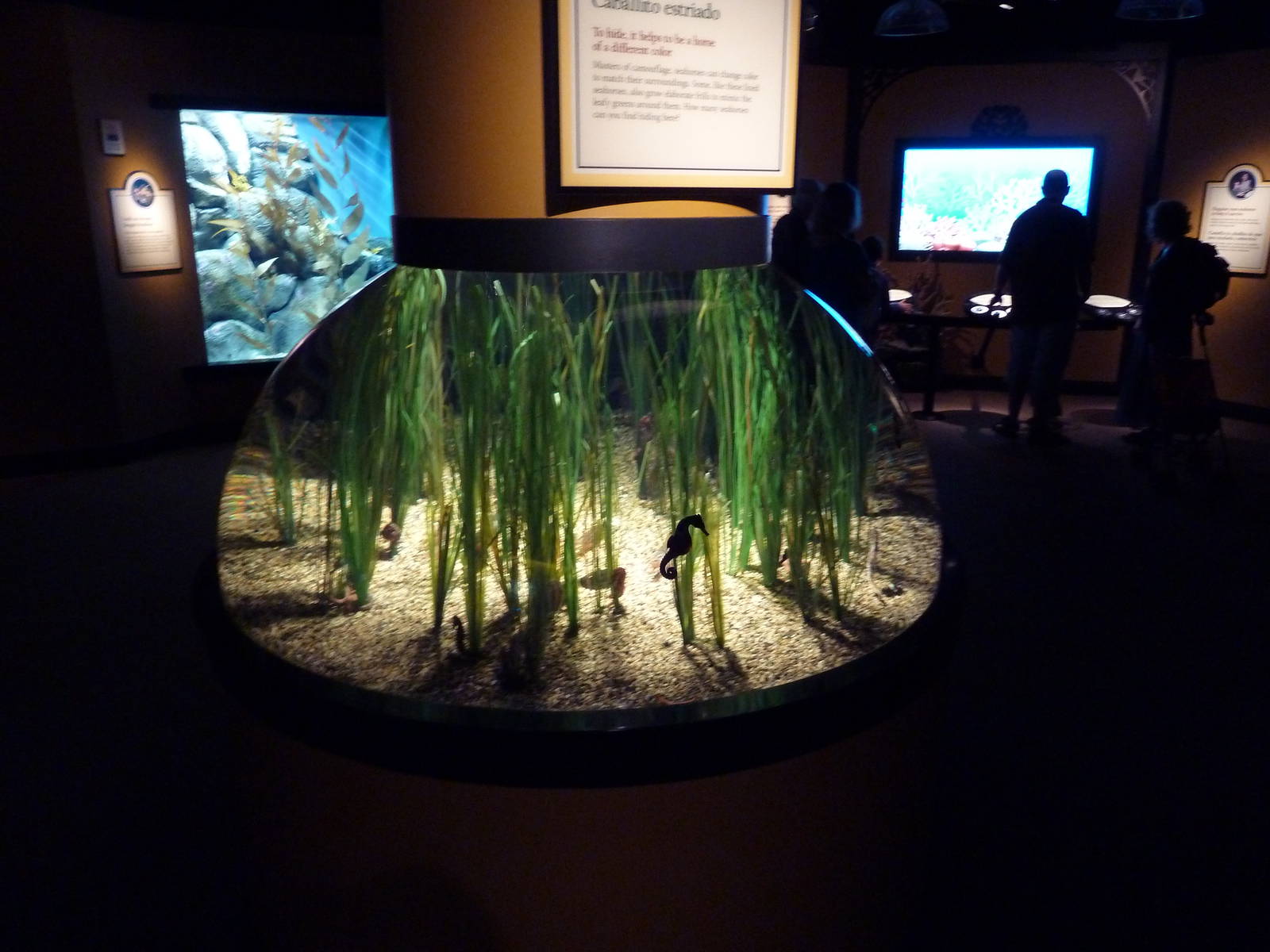 The Secret Lives Of Seahorses - Lined Seahorse Exhibit