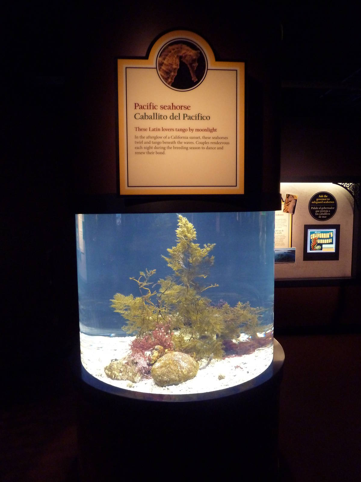 The Secret Lives Of Seahorses - Pacific Seahorse Exhibit