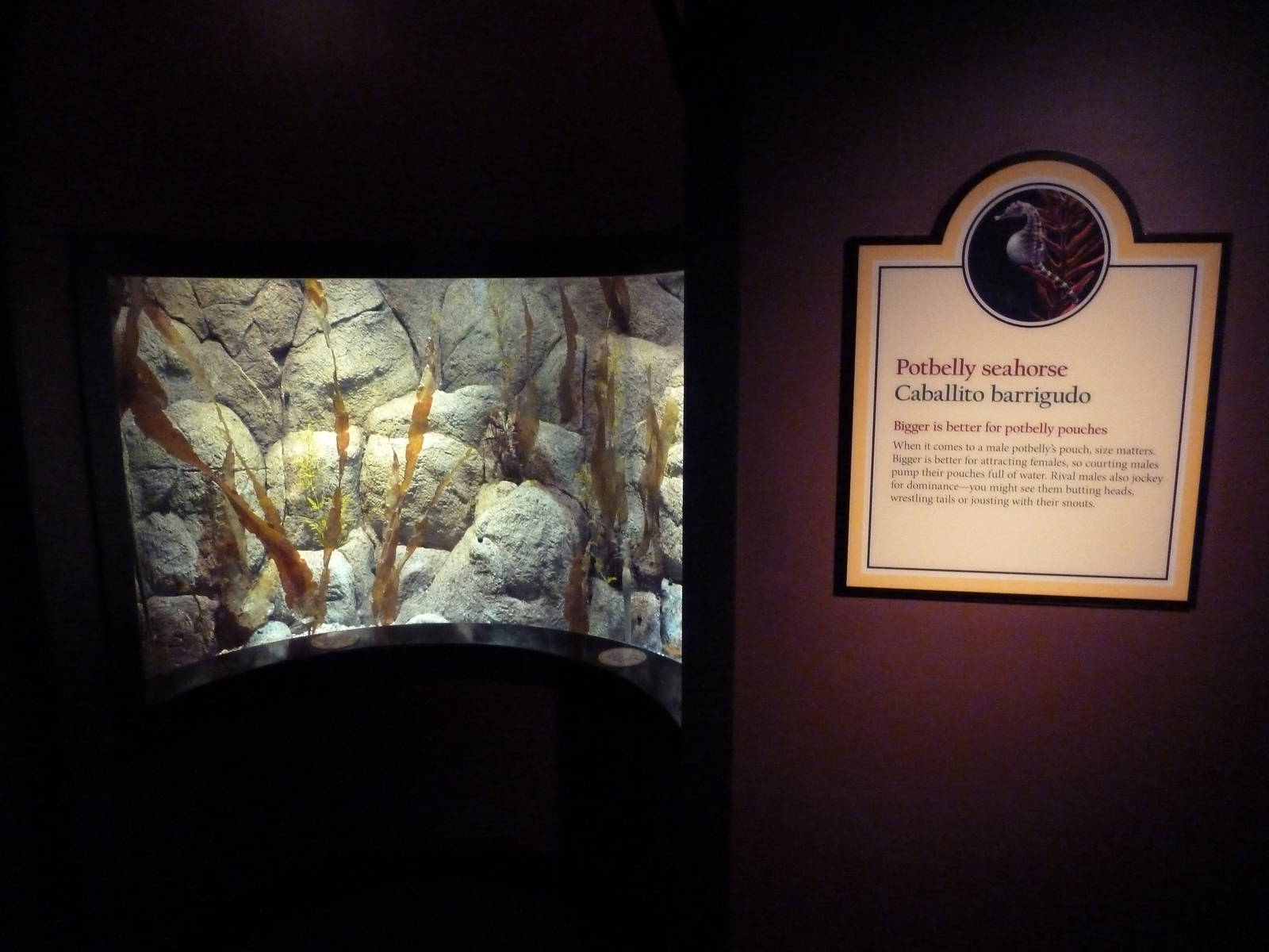 The Secret Lives Of Seahorses - Potbelly Seahorse Exhibit