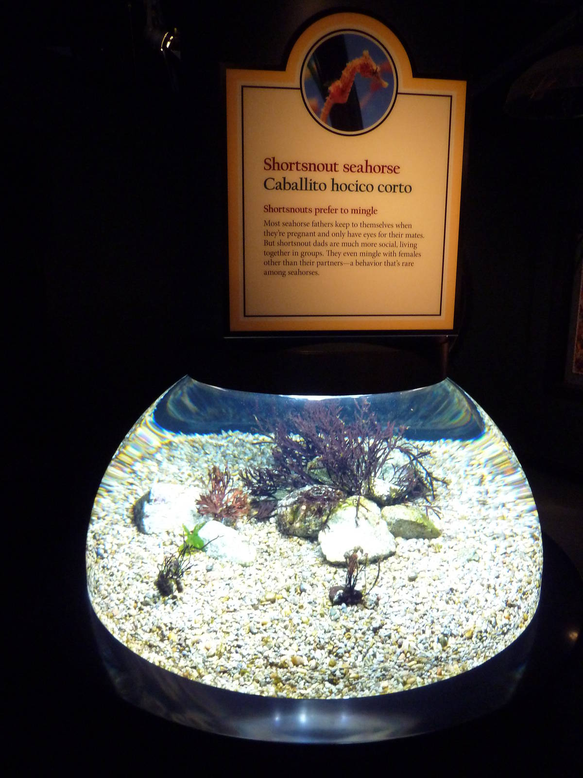 The Secret Lives Of Seahorses - Shortsnout Seahorse Exhibit