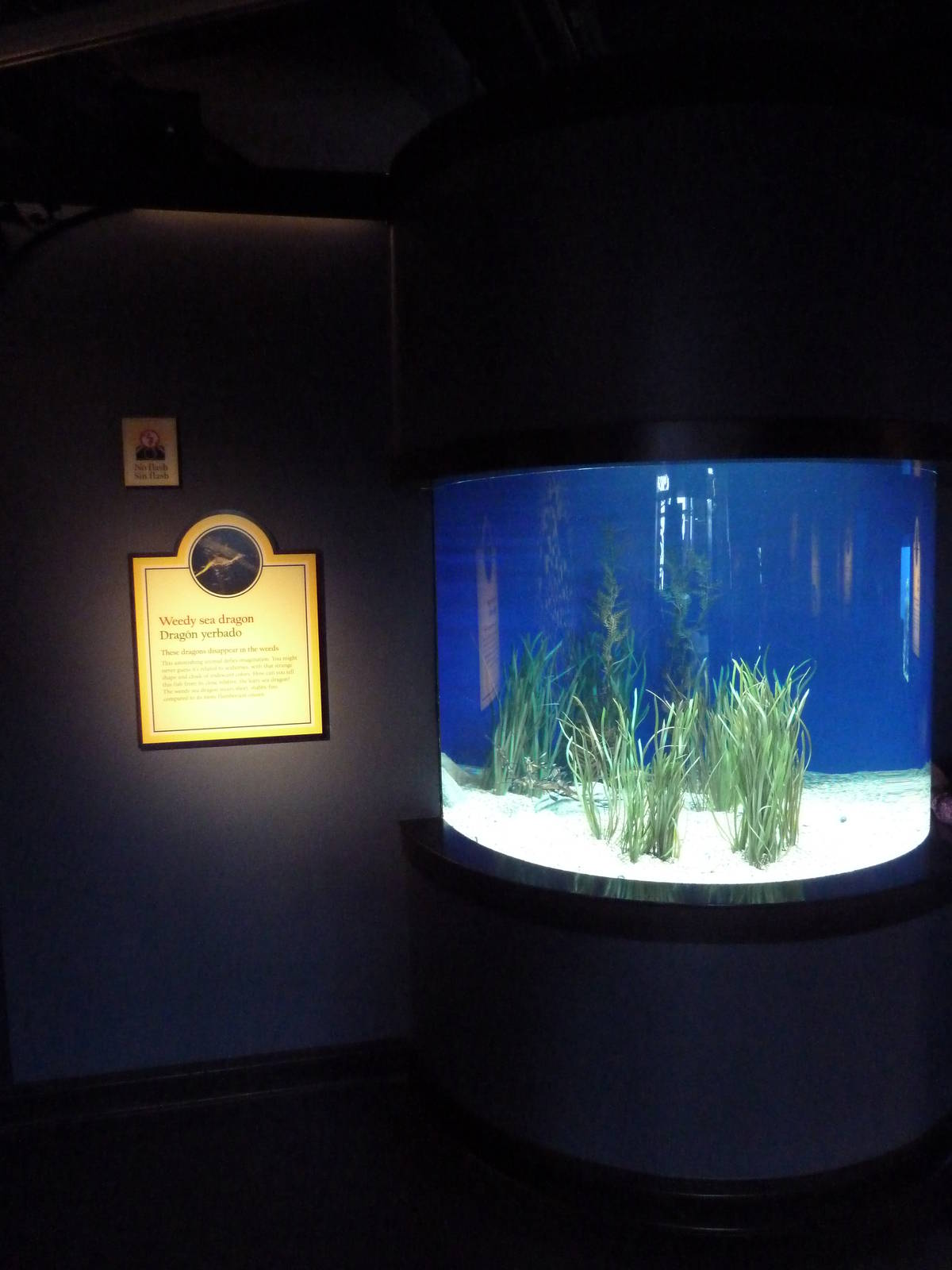 The Secret Lives Of Seahorses - Weedy Sea Dragon Exhibit