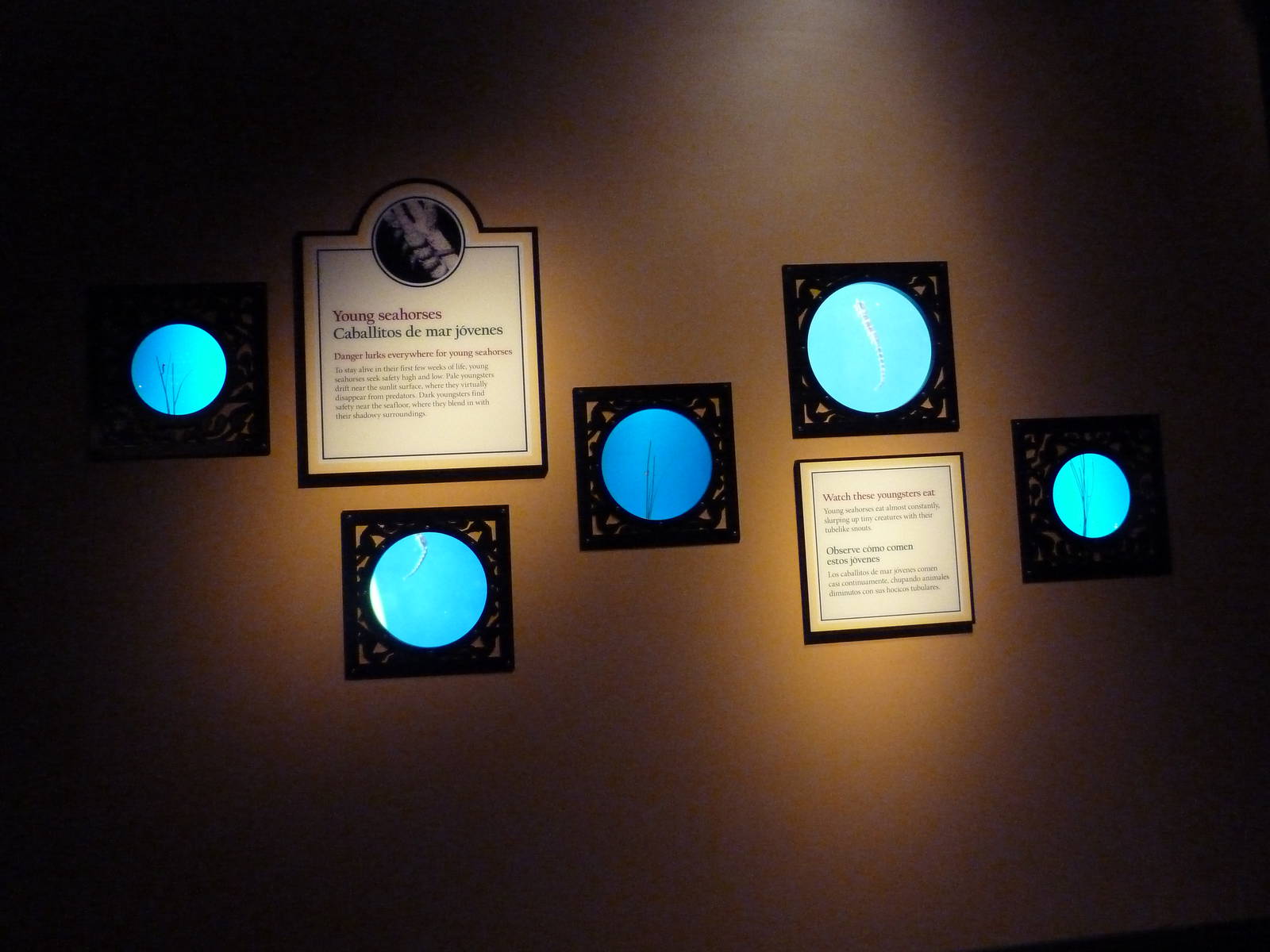 The Secret Lives Of Seahorses - Young Seahorses