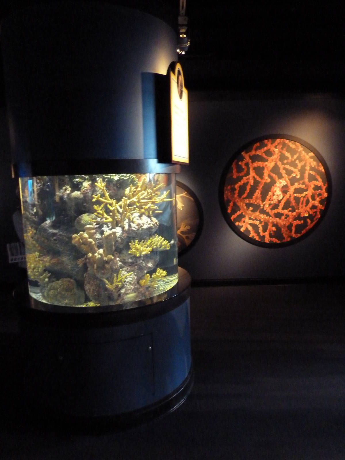 The Secret Lives Of Seahorses - Zebrasnout Seahorse Exhibit