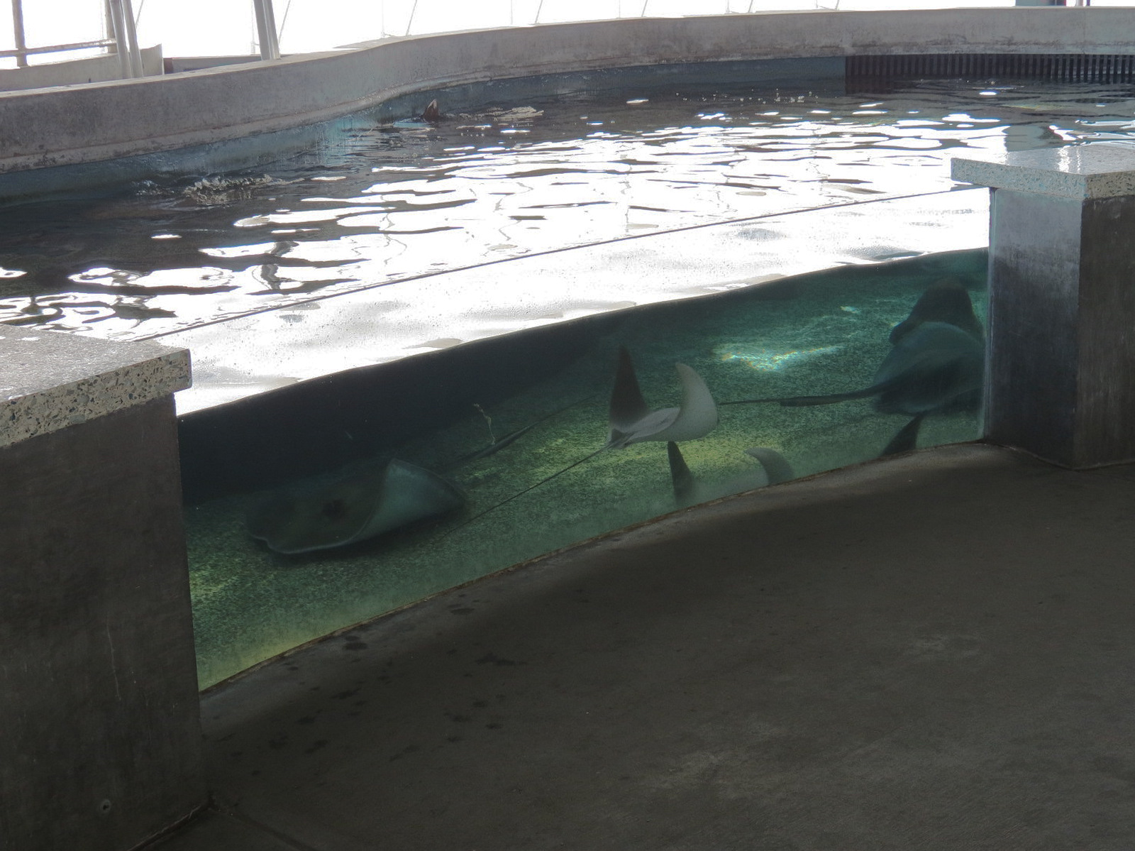 The Shallows - Touchtank