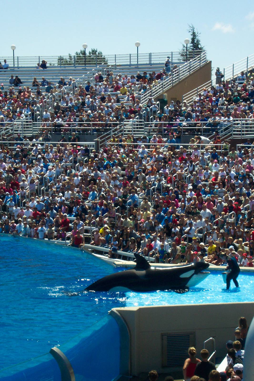 The Shamu show!