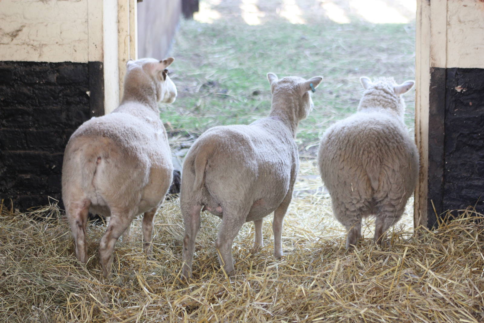 The Shetland Sheep do not know what to make of the baby, 24th August 2014