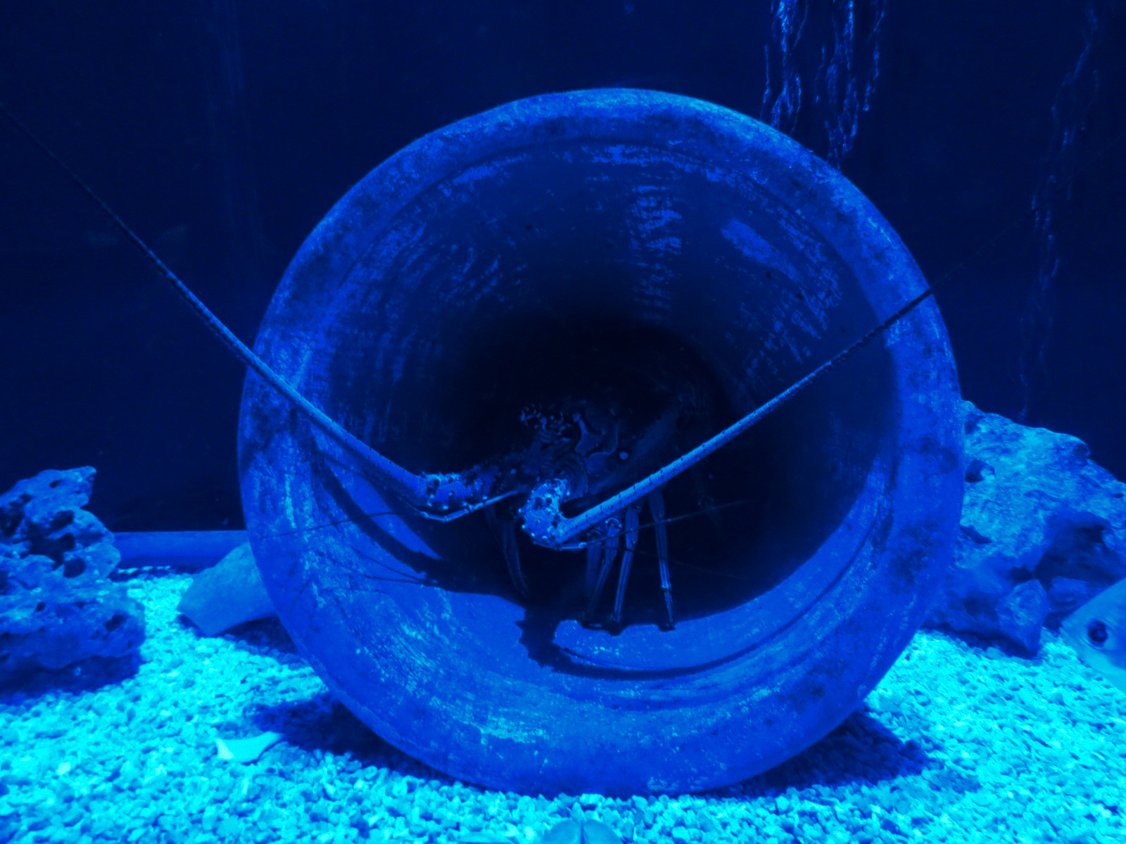 The Shoal Exhibit - Caribbean Spiny Lobster