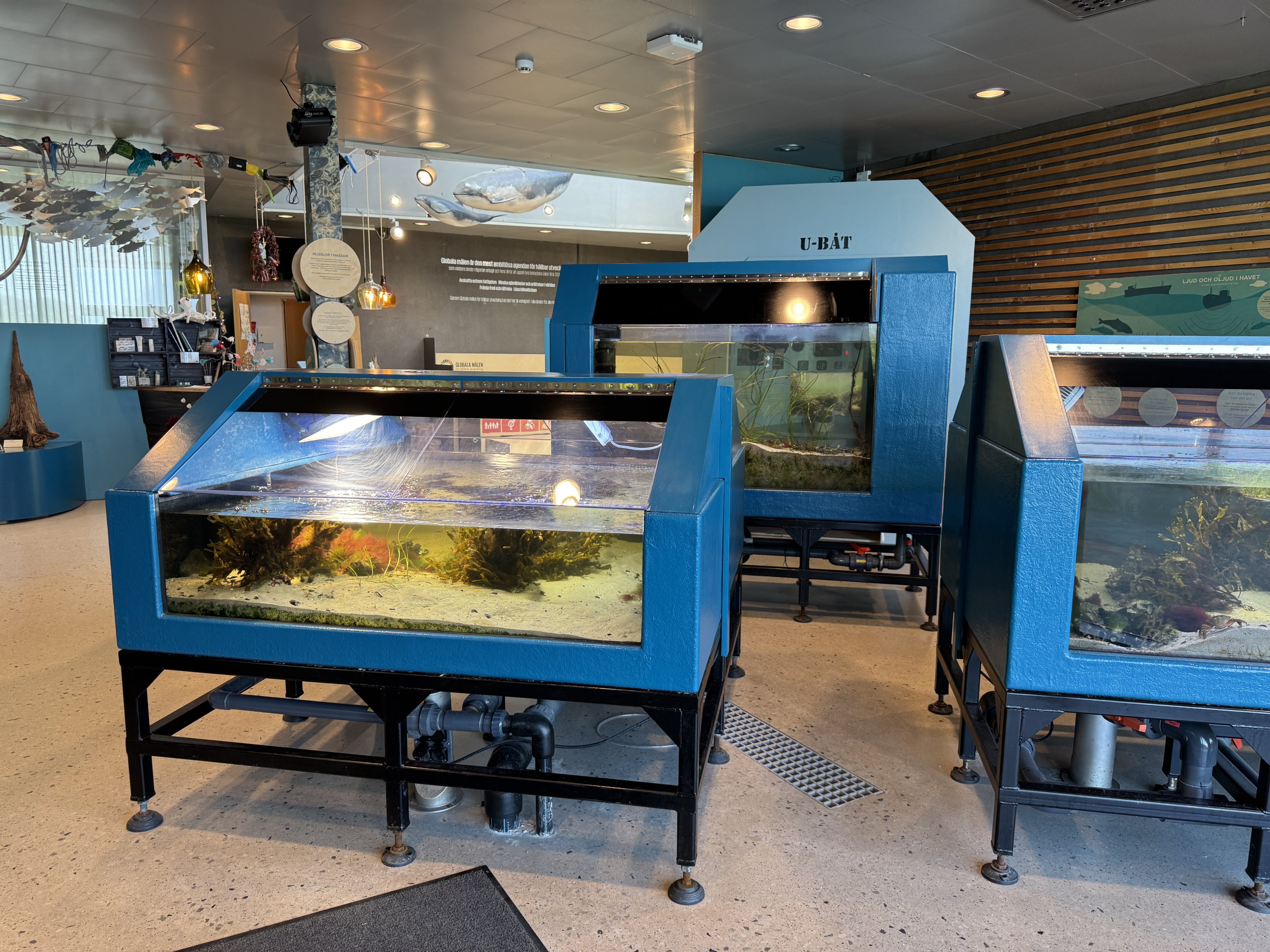 "The shoreline" aquarium / Strandkanten, and "The seaweed forest" aquarium / Tångskogen (Naturum Östersund / Marine Education Center)