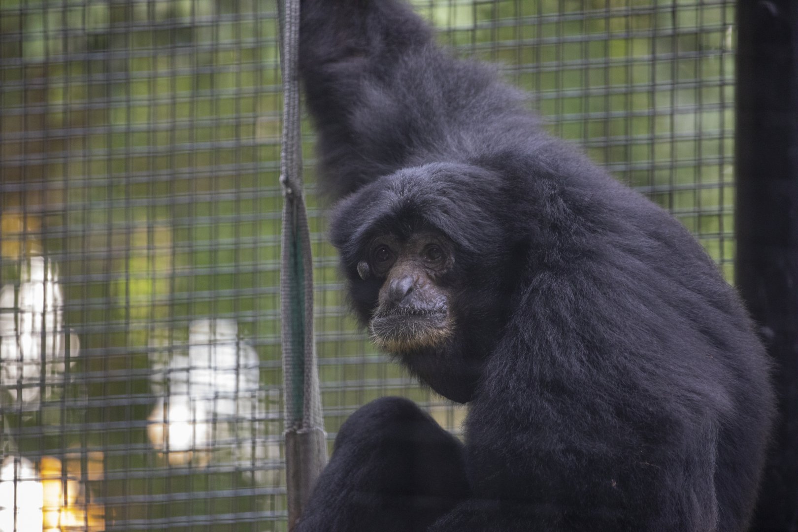 The siamang (Symphalangus syndactylus)