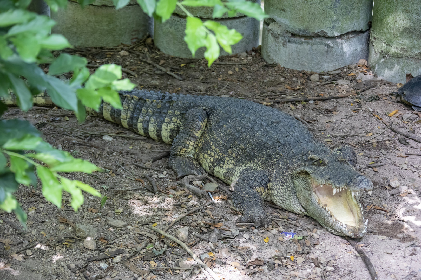 The Siamese crocodile (Crocodylus siamensis)