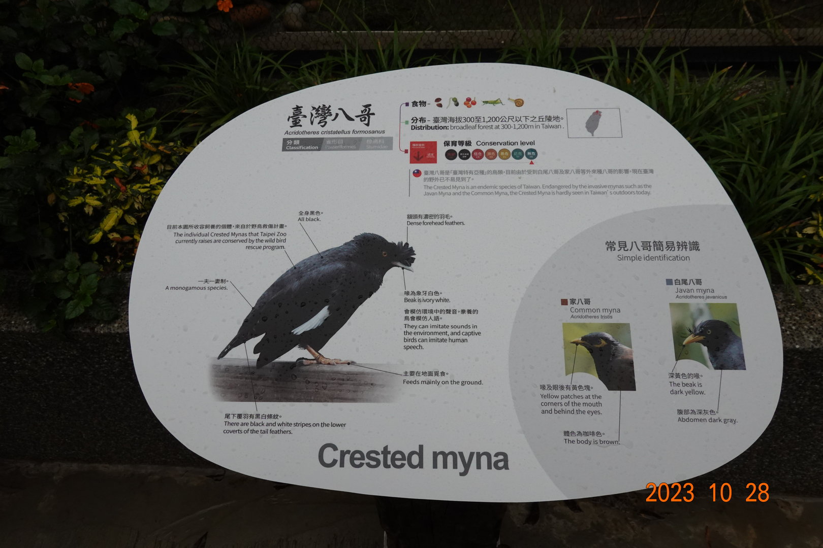 The sign of Crested Myna (Acridotheres cristatellus formosanus)