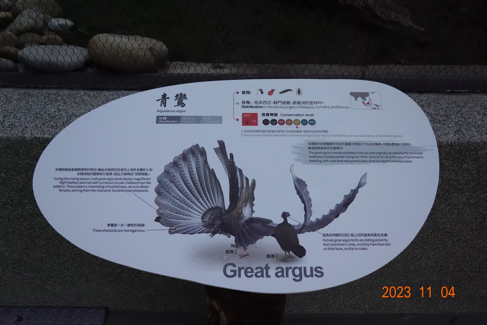 The sign of Great Argus (Argusianus argus)