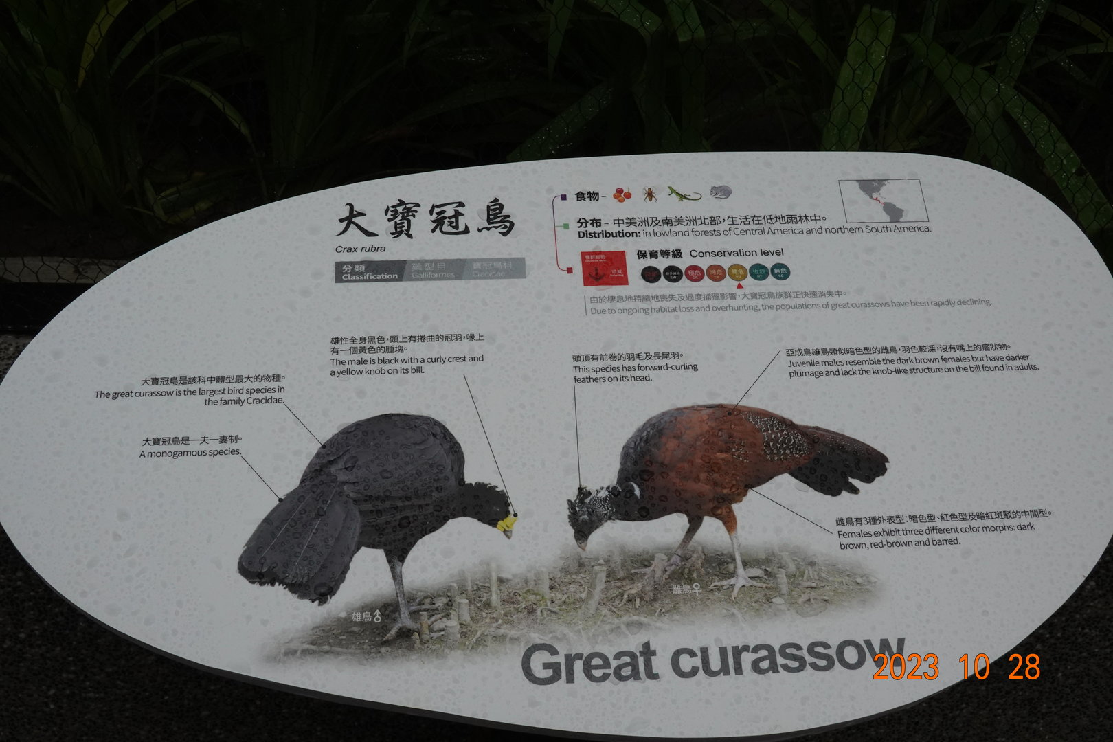 The sign of Great Curassow (Crax rubra)