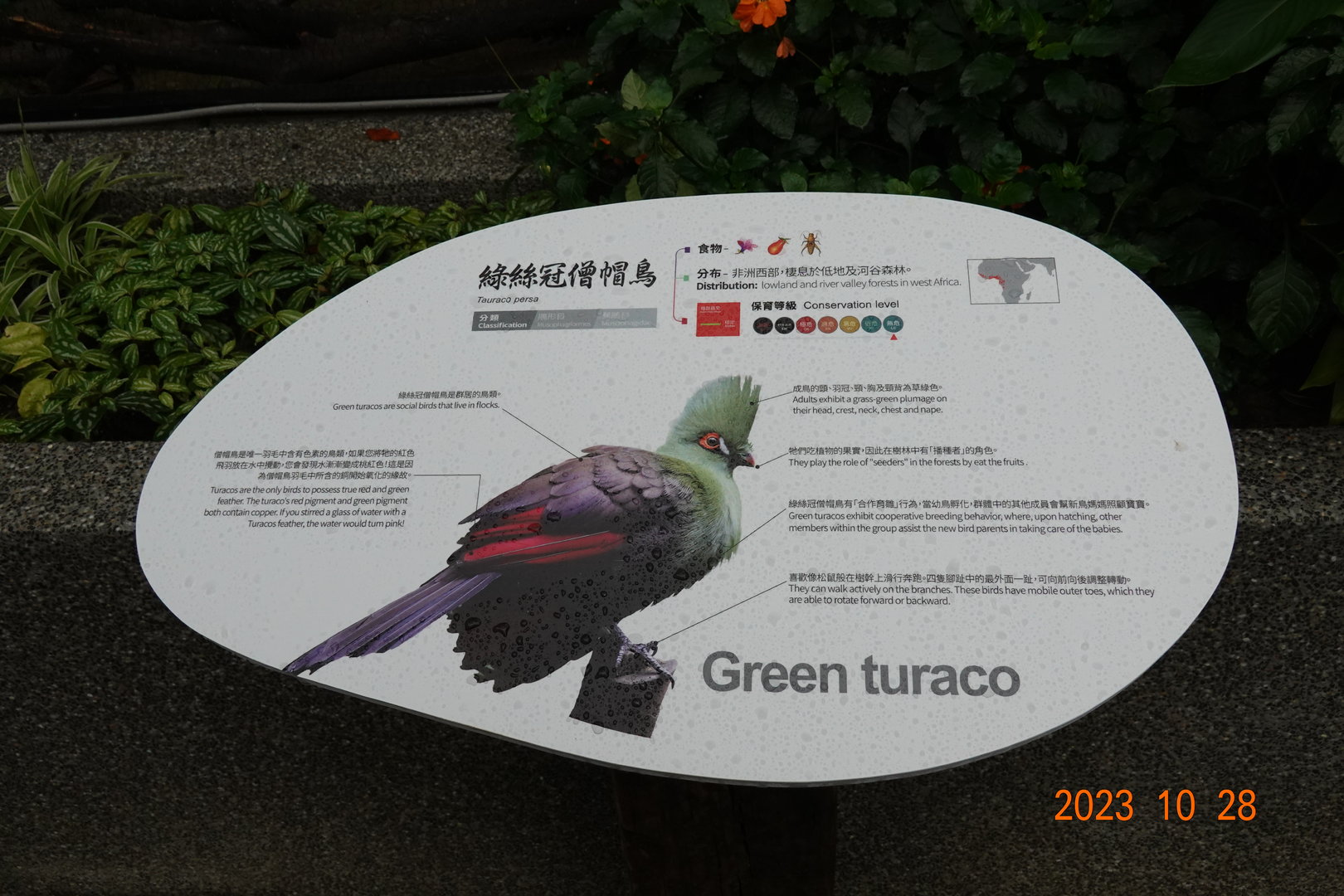 The sign of Green Turaco (Tauraco persa buffoni)