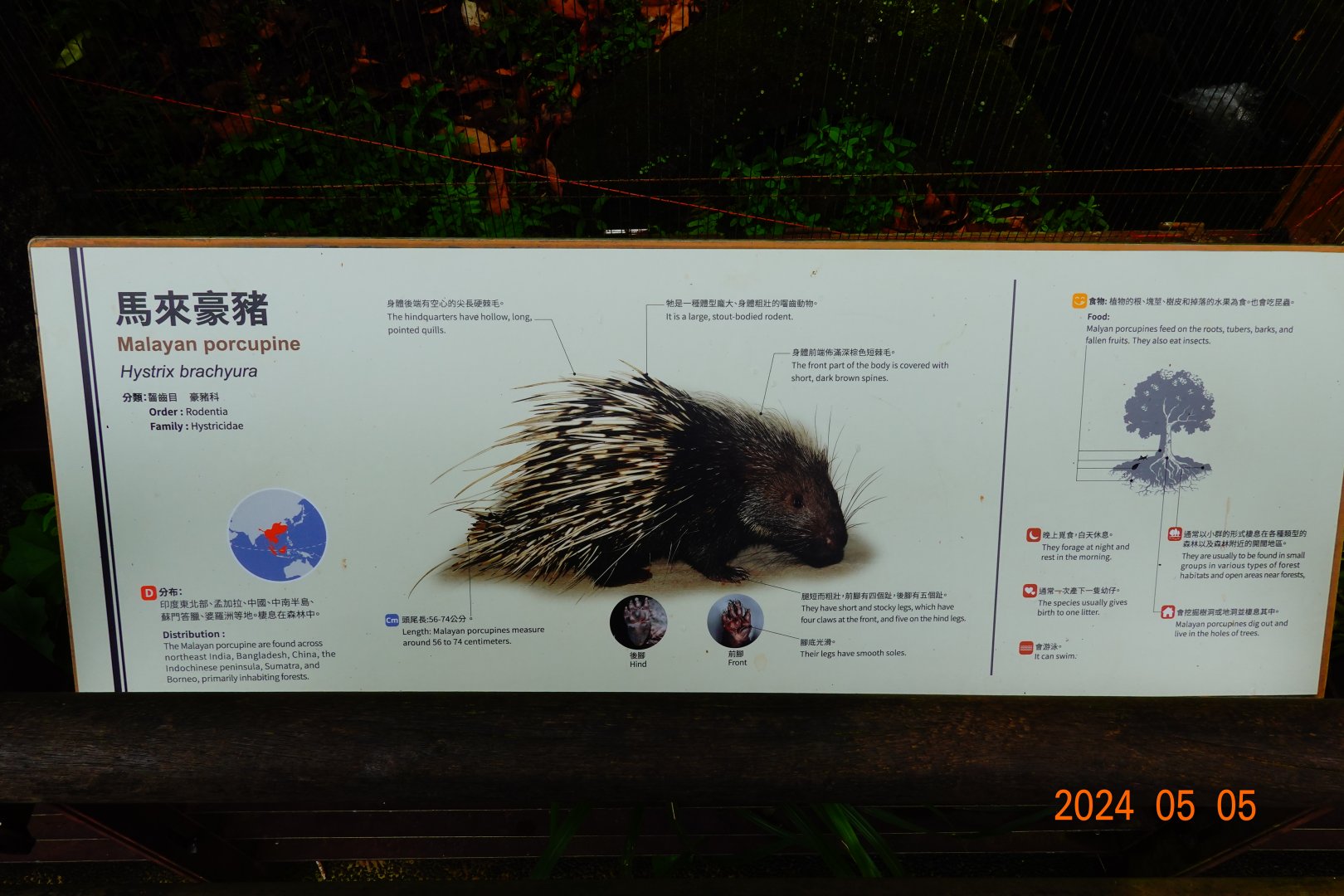 The sign of Malayan Porcupine (Hystrix brachyura)