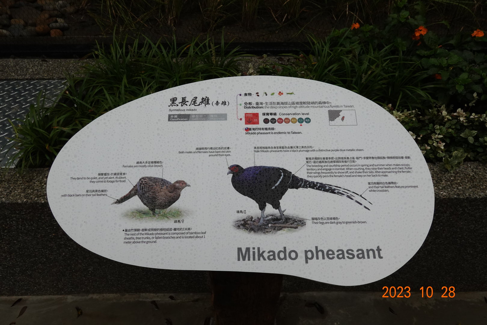 The sign of Mikado Pheasant (Syrmaticus mikado)