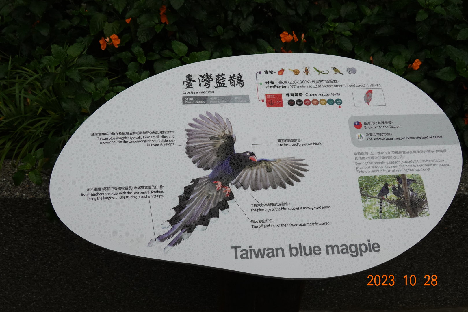 The sign of Taiwan Blue Magpie (Urocissa caerulea)