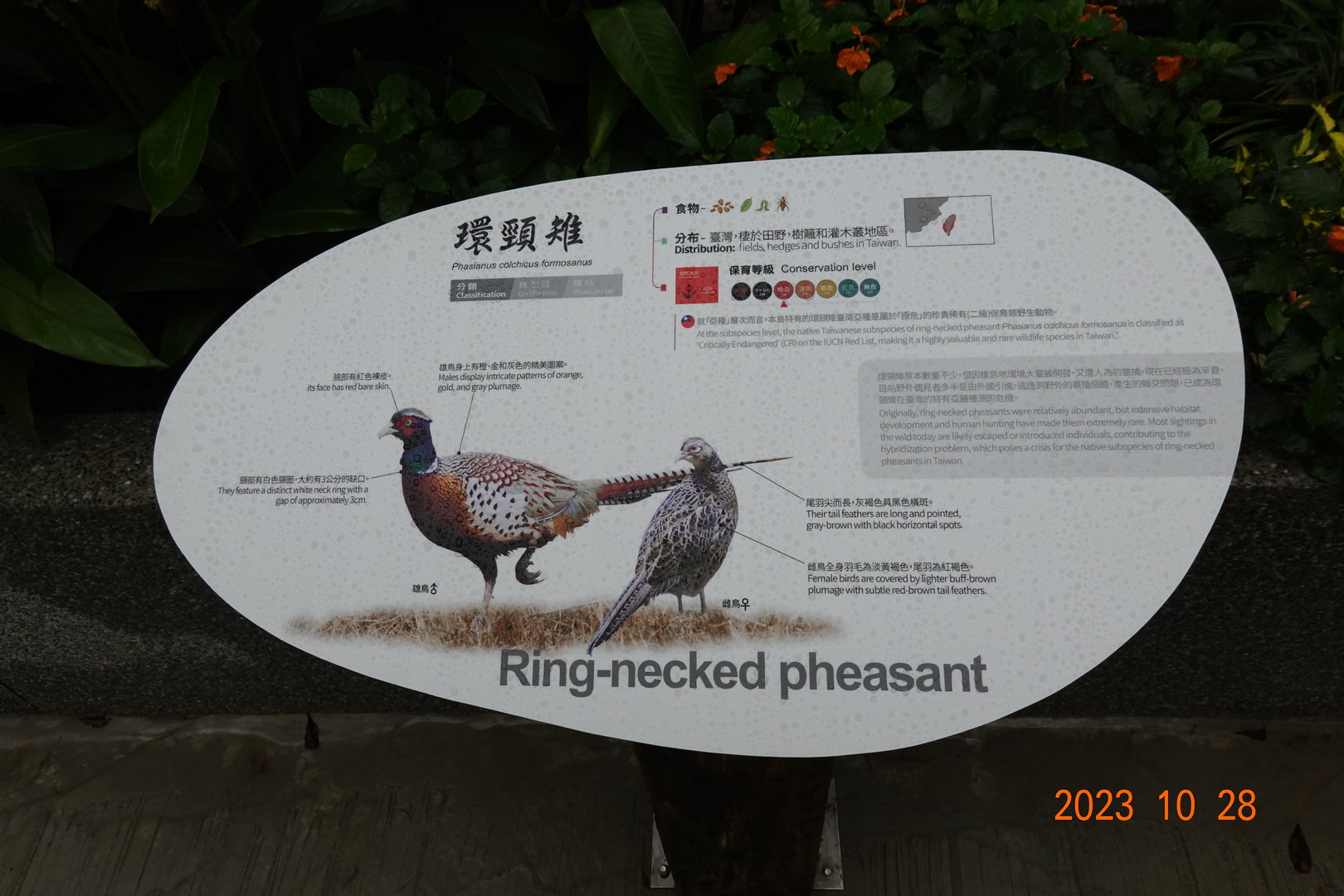 The sign of Taiwan Ring-necked Pheasant (Phasianus colchicus formosanus)