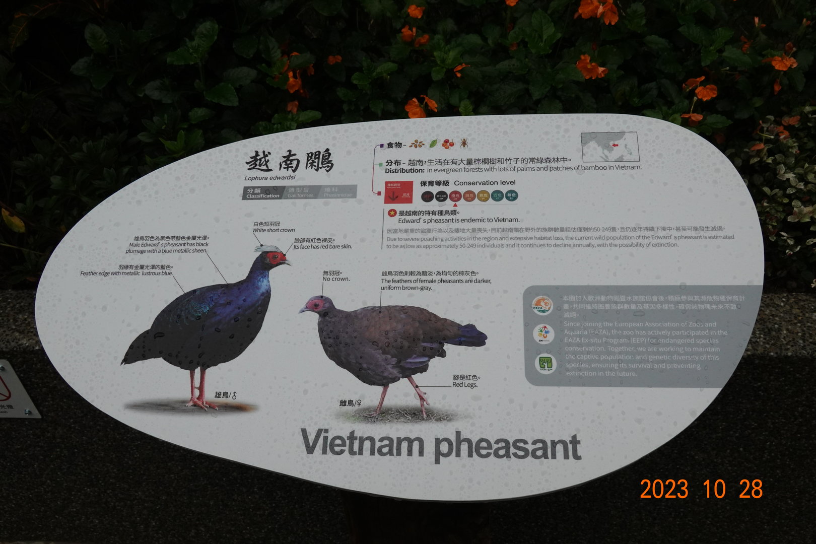 The sign of Vietnam Pheasant (Lophura edwardsi)