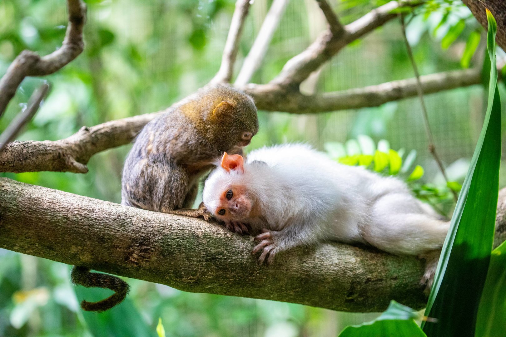 The silvery marmoset (Mico argentatus) and Pygmy marmoset (Cebuella pygmaea)