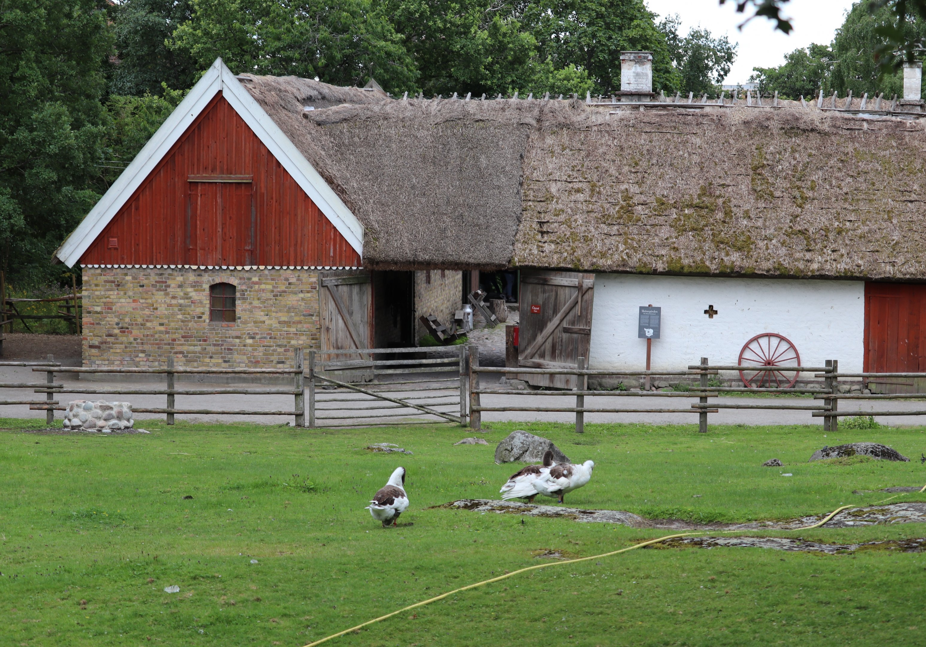 The Skåne farmstead with Skåne geese
