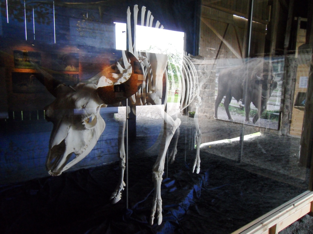 The skeleton after a successful bull