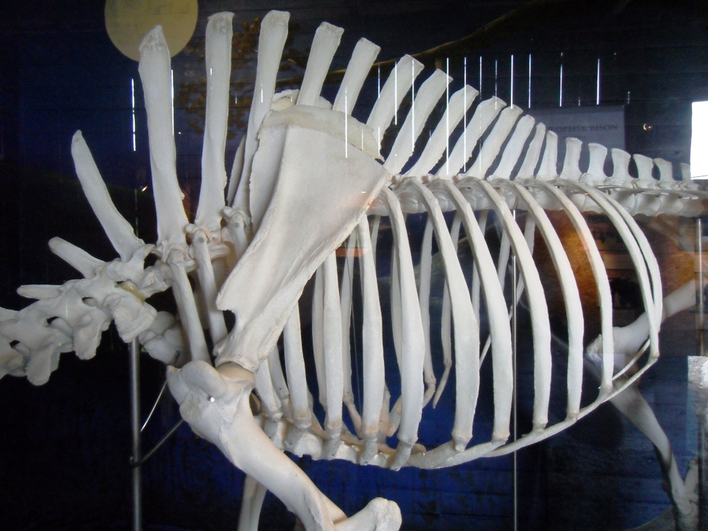 The skeleton after a successful bull