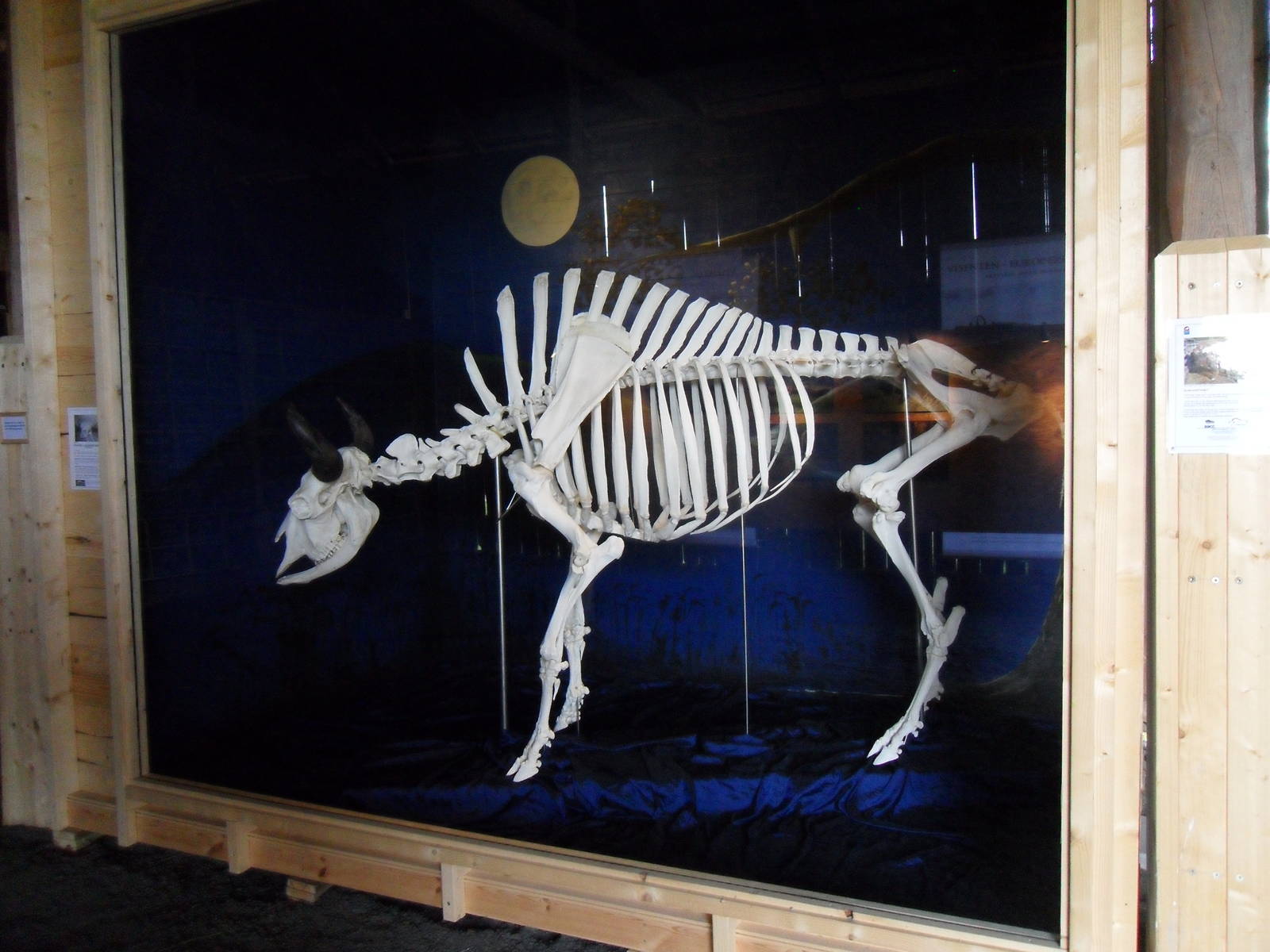 The skeleton after a successful bull