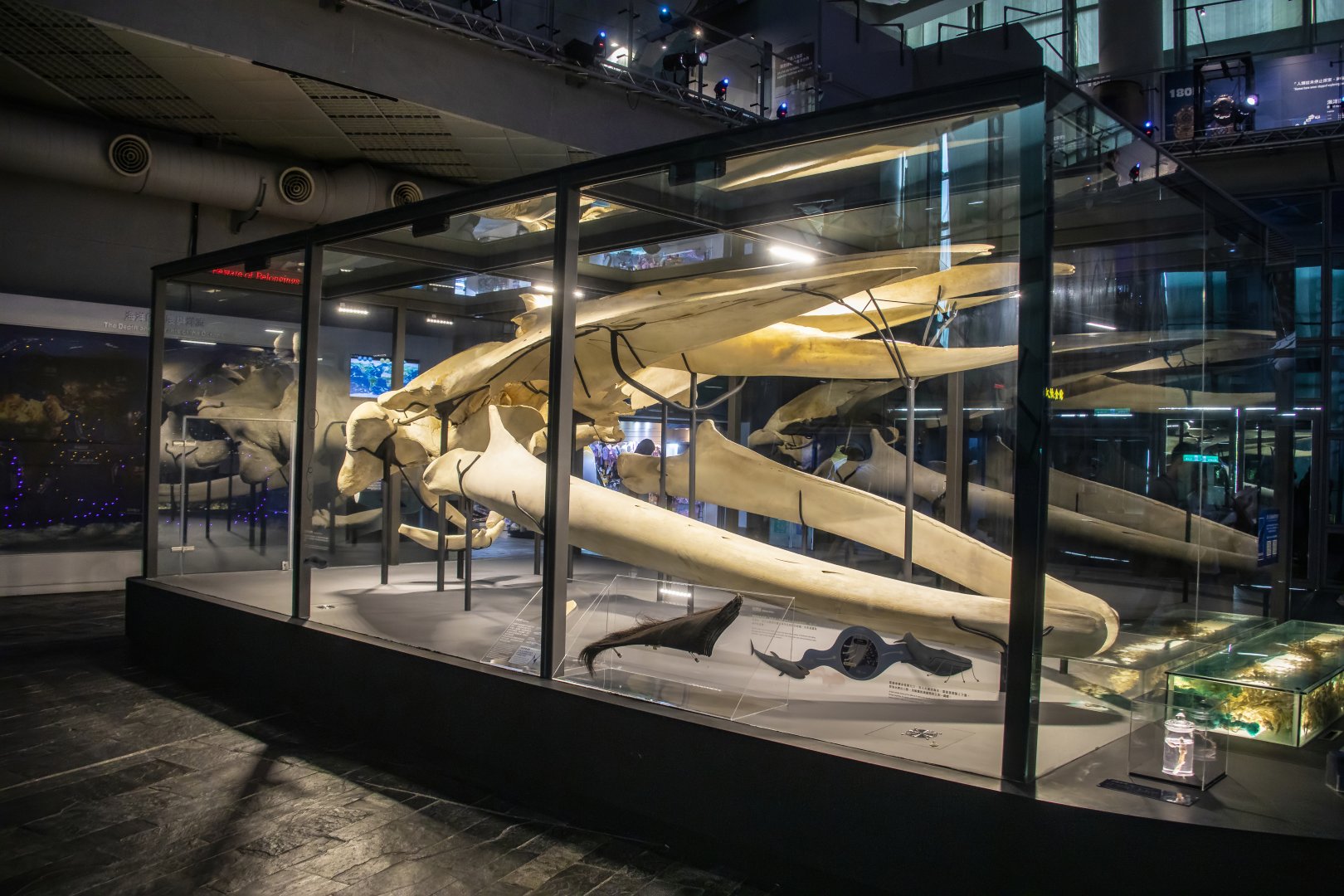 The skull of Blue whale (Balaenoptera musculus)