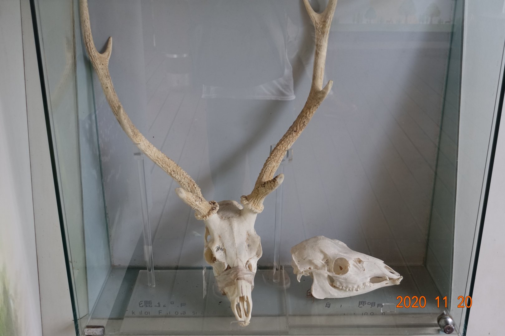 The skull of formosan sika deers.
