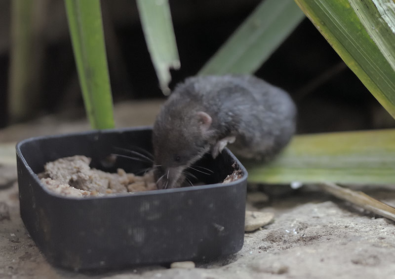 The Slimbridge Small Three - Water Shrew