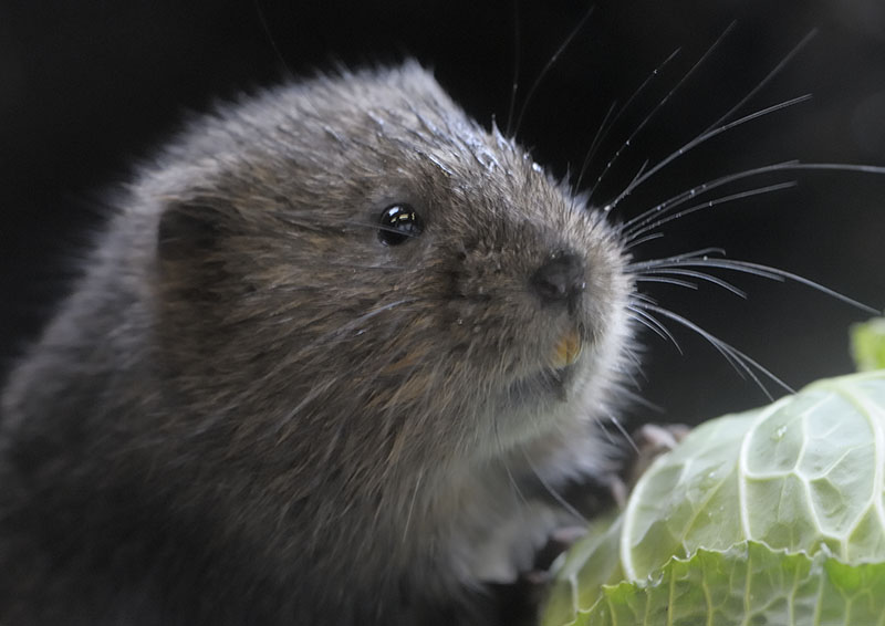 The Slimbridge Small Three - Water Vole